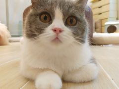 -momokira米努特·德文卷毛猫·棉花面纱犬