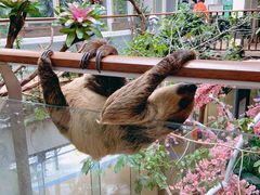 -正佳雨林生态植物园