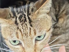 -瑞鹏宠物医院·骨科·猫科·内科(第一中心)