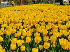 -大宁郁金香公园-停车场