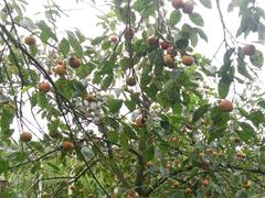 -武汉世外桃源农庄