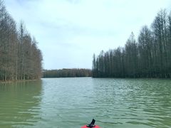 -上海海湾国家森林公园