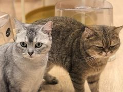 -有喵·猫咖·狗咖·40+猫狗有小奶狗(岗厦店)