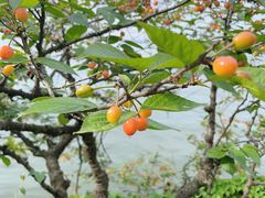 -浙江西子宾馆·瑶园咖啡厅