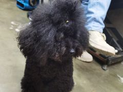 -PETKIT 小佩宠物·低压洗护·美容·寄养(安远店)