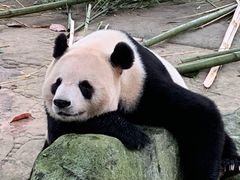 -都江堰中华大熊猫苑
