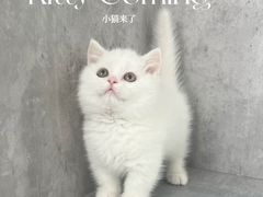-小猫来了·猫舍(红山六九七九店)