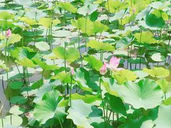 -北京麋鹿生态实验中心