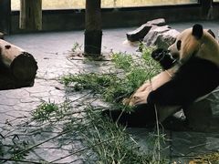-上海野生动物园