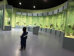 -盐城丹顶鹤湿地生态旅游区