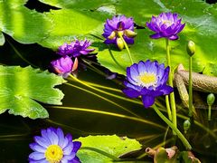 -国家植物园南园