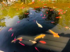 -石家庄市植物园