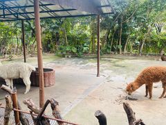 -深圳野生动物园