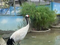 -成都动物园