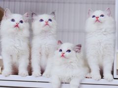 -Bastet sally猫舍购宠(静安店)