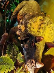 -恐龙探索乐园(磁器口店)