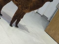-Heymao猫咖.咖啡厅(东门店)