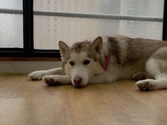 -Husky Go! 哈士奇体验馆·宠物咖啡厅狗咖