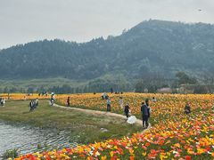 -径山花海