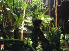 -绿光森林餐厅