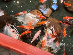 -潇湘甲鱼村(清河店)