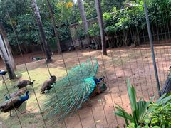 -深圳野生动物园