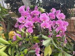 -石家庄市植物园