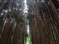 -武陵山森林公园