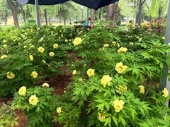 -洛阳市隋唐城遗址植物园