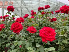 -雅沛轩锅贴八宝粥(回民街店)