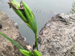-桂溪生态公园