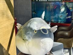 -肆月河豚·新淮扬(金融街店)