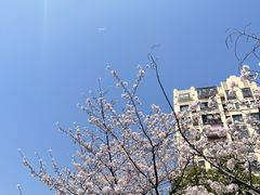 -高东镇樱花园