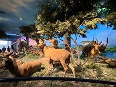 -国家自然博物馆