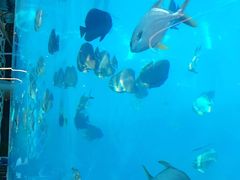 -瑞德姆美人鱼海底演艺主题餐厅(亚龙湾店)