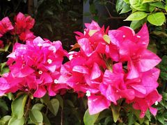 -金科花卉市场