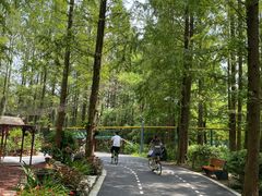 -东平国家森林公园