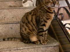 -more than meow吴止猫主题餐厅(承德 中船汇店)