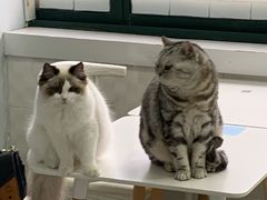 -喵的天空名猫咖啡馆·撸猫·猫舍·用品