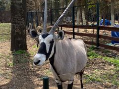 -大连森林动物园