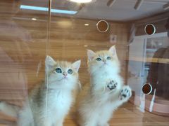 -喵百万·布偶·蓝金金渐层英短·猫舍(百子湾店)