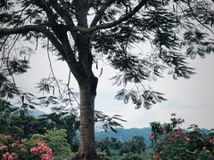 -中国科学院西双版纳热带植物园