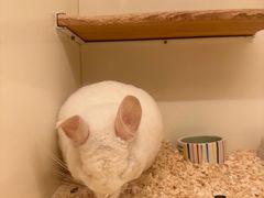 -龙猫仔乐园(惠福东路店)