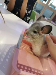 -Moni星球萌宠·小马宝莉·灵蛇·高端高阶全萌宠互动体验俱乐部(红豆国际广场店)