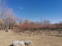 -永定河休闲森林公园