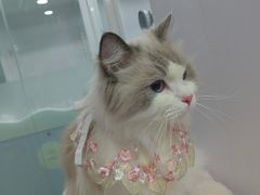 -爱洗澡的猫(望京店)