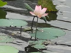 -荔湾湖公园