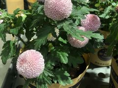 -鹿岛会员店 (龙湖三千集天街店)