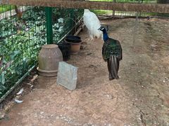 -西双版纳融创皇冠假日度假酒店