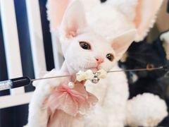 -70cat德文卷毛猫·缅因猫纯种猫舍